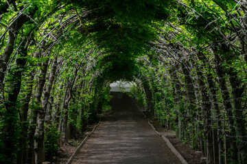 Green tunnel passage made of overgrown plants and green leaves. Arched hedge made from pergola in a...