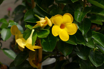 Mandevilla sanderi