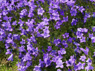 Campanula muralis ou portenschlagiana | Touffe de Campanules des murailles ou campanules de...