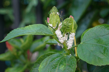 The pest is called mealybug. perched on top of a flower