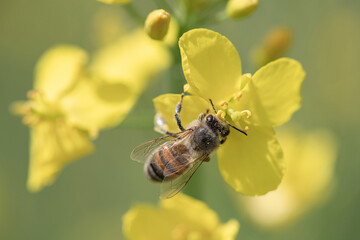 Beautiful bee collects nectar on rapeseed flowers, close-up.