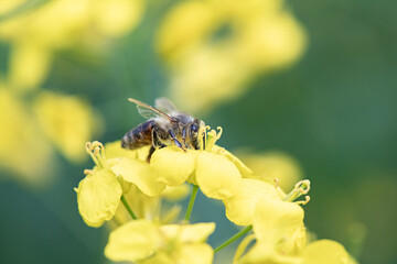 Beautiful bee collects nectar on rapeseed flowers, close-up.