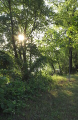 Fototapeta na wymiar Morning Sun Peeks Through Woods