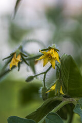 Close up view of flowering tomatoes. Healthy eating concept. Beautiful green nature backgrounds.