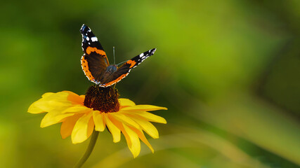 butterfly on a flower