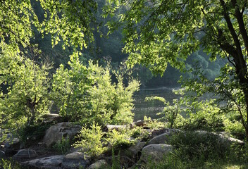 Morning Light on the River