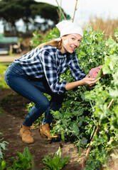 Young woman farmer gathers ripe peas in the garden. High quality photo