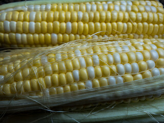 Fresh, White and Golden Corn on the cob with husk and filaments, healthy eating, southern cooking