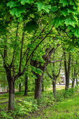 Fresh young green leaves on maple trees in the city park