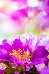 Fototapeta na wymiar Violet Lagerstroemia floribunda flower in garden.