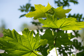 Fresh young green leaves on maple trees in the city park