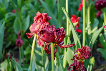 Withered diseased red tulips in the garden. Dried flowers