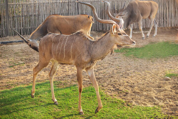 young bull of a kudu antelope with large branching horns gazing in a zoo