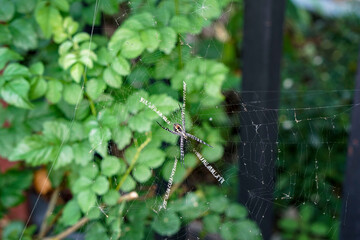 A spider on its web. with black and white stripes