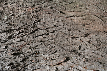 Background of brown wood bark