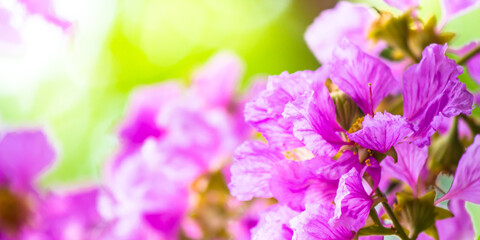Close up Violet Lagerstroemia floribunda flower in home garden on summer.