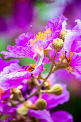 Close up Violet Lagerstroemia floribunda flower in home garden on summer.