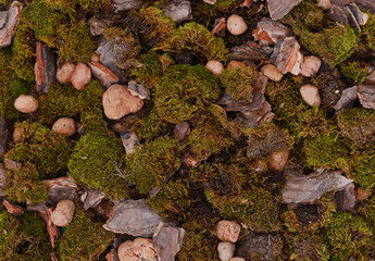 Green moss, stones, bark.