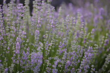 Naklejka premium lavender field sunset background. Violet flowers blooming field view banner. Selective focus. Vertical orientation