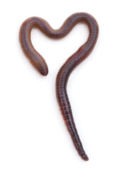 Big heart shaped worm.