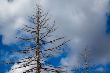 Yellowstone National Park in Wyoming.