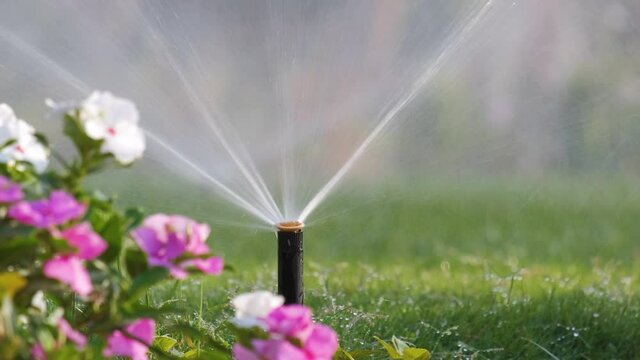 Plastic sprinkler irrigating flower bed on grass lawn with water in summer garden. Watering green vegetation duging dry season for maintaining it fresh.
