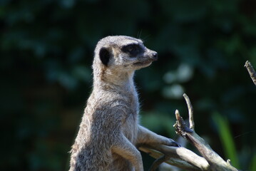 Suricate watch