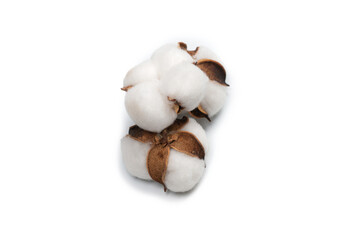 Cotton flower branch isolated on white background.