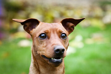 Brown dog is sitting in autumn nature. He is so cute dog.