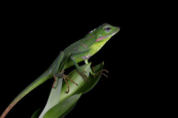 Baby green Jubata lizard camouflage on green leaves