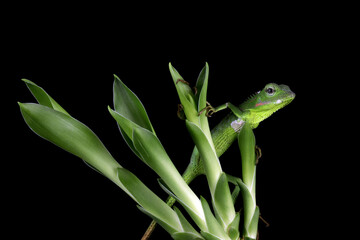 Baby green Jubata lizard camouflage on green leaves