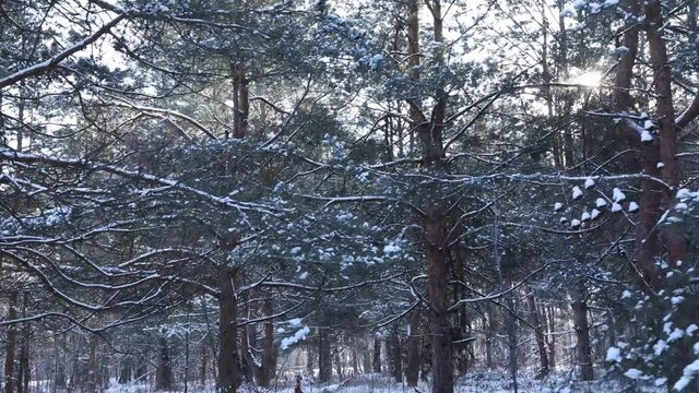 Walking in forest on hiking trail while snowing in winter