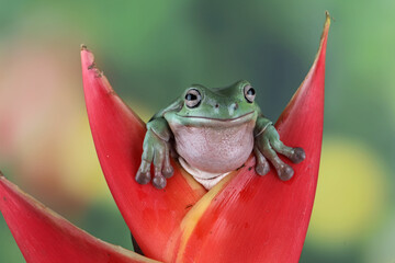 Australian white tree frog on red bud, dumpy frog on branch, animal closeup, amphibian closeup