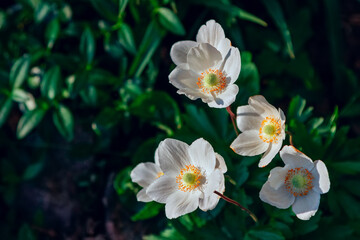 Beautiful blooming white anemone flowers growing in the garden. Spring nature.