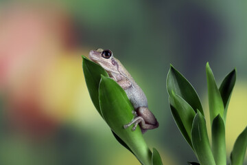 Litoria rubella tree frog on green leaves, Desert tree frog closeup