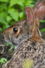 Naklejka na ściany i meble Meaher State Park Rabbit