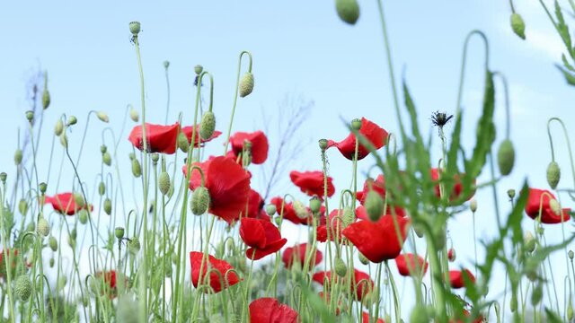Wild red poppies in the summer season under the blue sky bloomed in the field