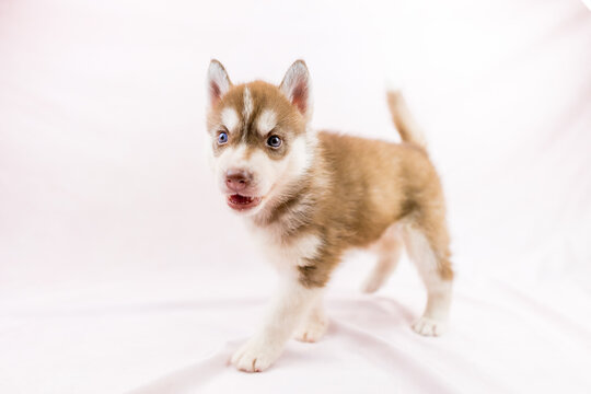 シベリアン ハスキー Images Browse 159 Stock Photos Vectors And Video Adobe Stock