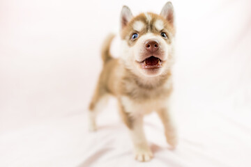 シベリアンハスキー 子犬 かわいい パピー オッドアイ ブルーアイ