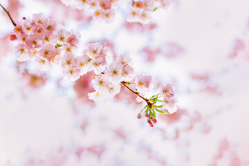 Amazing pink cherry blossoms on the Sakura tree. Beautiful spring tree.