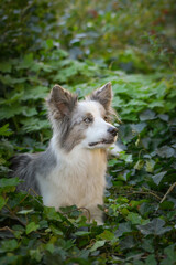 Portrait of border collie with amazing background. Amazing autumn atmosphere in Prague.