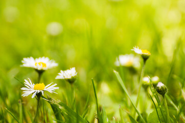 little white daisies on a green meadow - obrazy, fototapety, plakaty