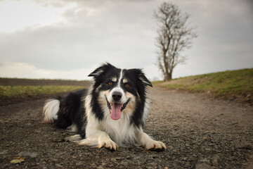 Border collie is laying on nature road. He is so cute and has funny face