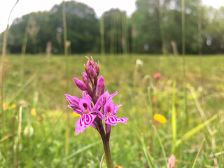 Heath spotted orchid, Dactylorhiza maculata, growing wild in chalk grassland © Larkspur