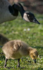 Gosling feeding