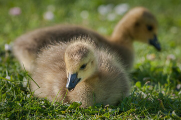 Goslings