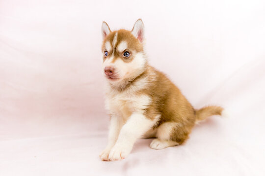 149 Best マラミュート犬 Images Stock Photos Vectors Adobe Stock 149 Best マラミュート犬 Images Stock Photos Vectors Adobe Stock