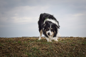 Naklejka na ściany i meble Border collie is standing on the field. He is so funny and he looks more cute.