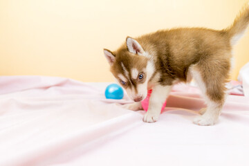 シベリアンハスキー 子犬 かわいい パピー オッドアイ ブルーアイ