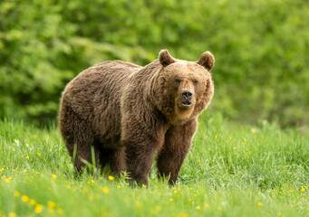 Naklejka na ściany i meble Wild brown bear ( Ursus arctos )